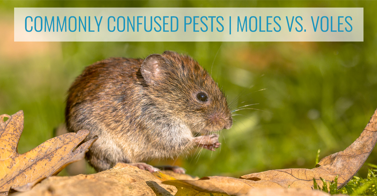 Understanding Moles Your Ultimate Pest Guide