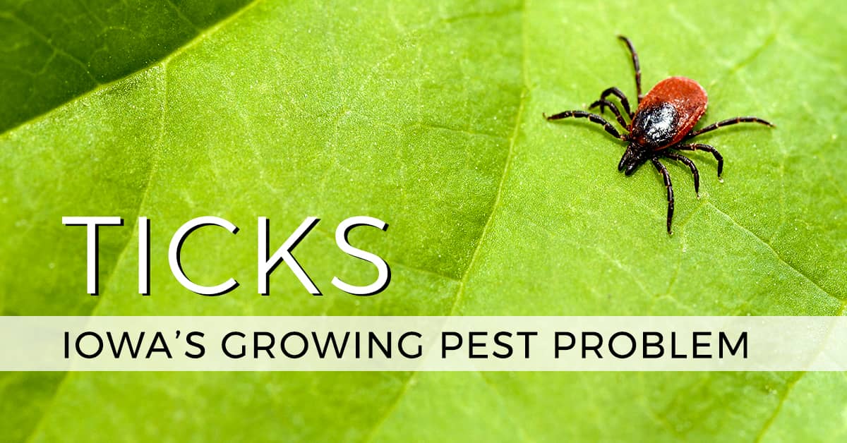 Ticks Iowa's Growing Pest Problem