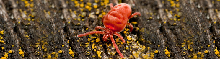 Mites | Preferred Pest Control - Des Moines, Iowa