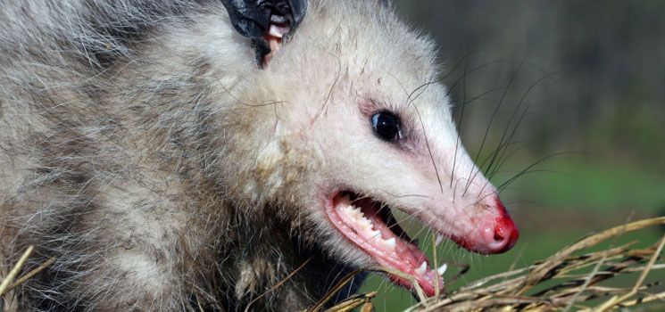 Pictures of Opossum , Cute Opossum pictures, Cute Opossum pictures