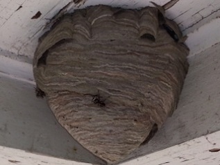 Catch of the Week: Bald Faced Hornet