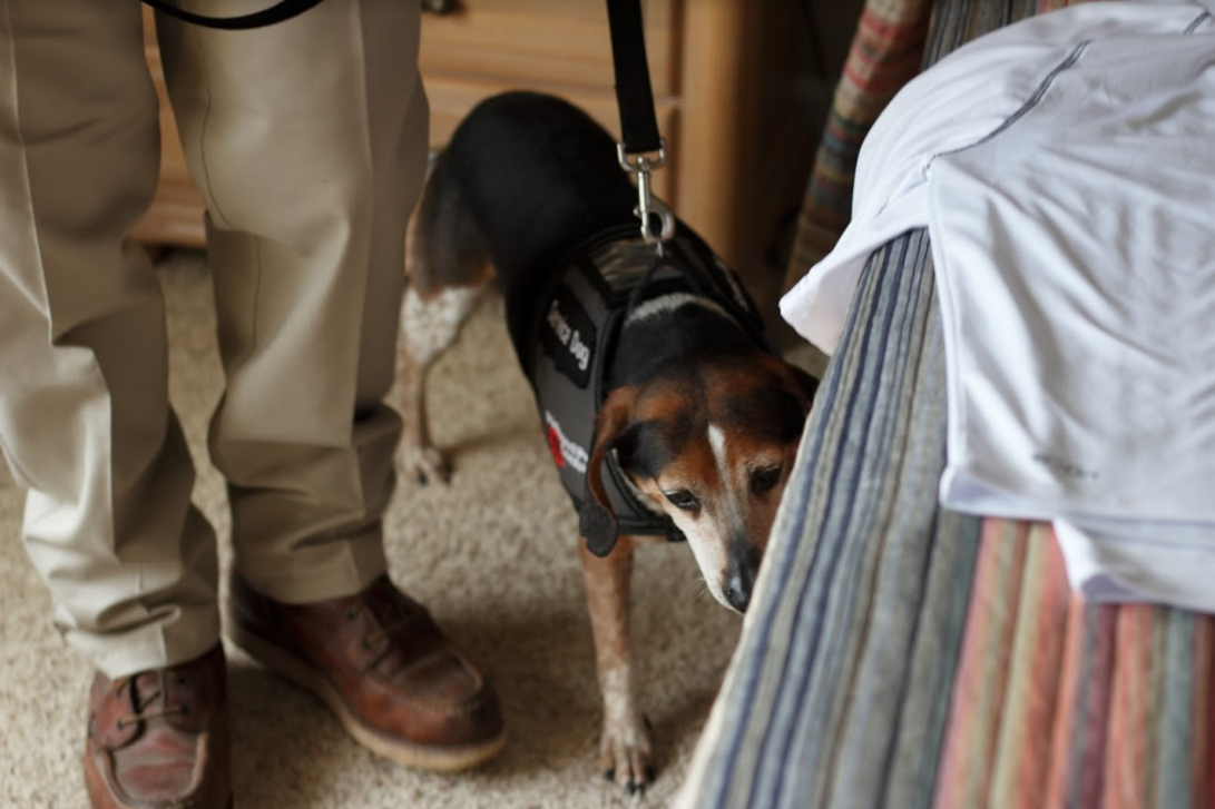 Everything You Need to Know About Bed Bug Detection Dogs