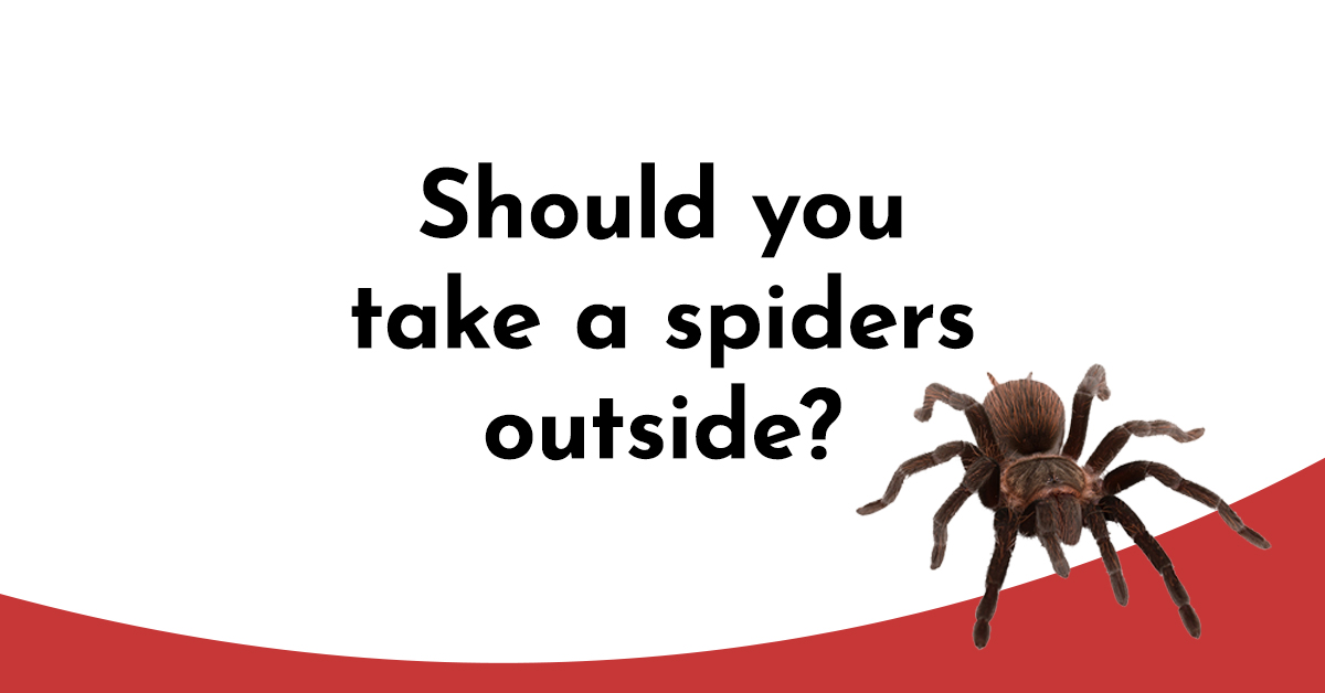 Don't like spiders? Here are 10 reasons to change your mind