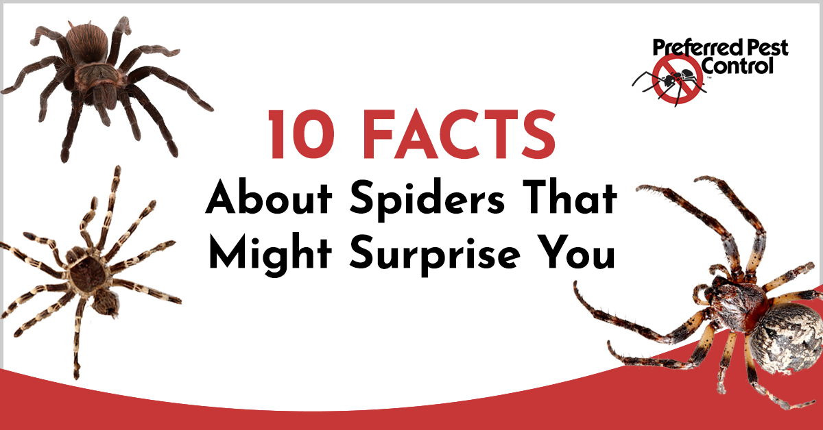 Wolf Spider Facts