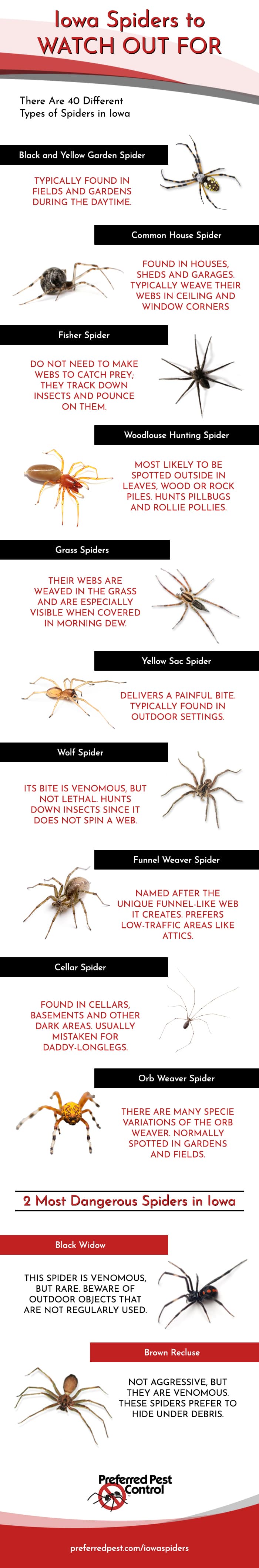 non poisonous spiders