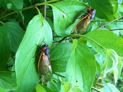 Catch of the Week: 17 Year Cicada