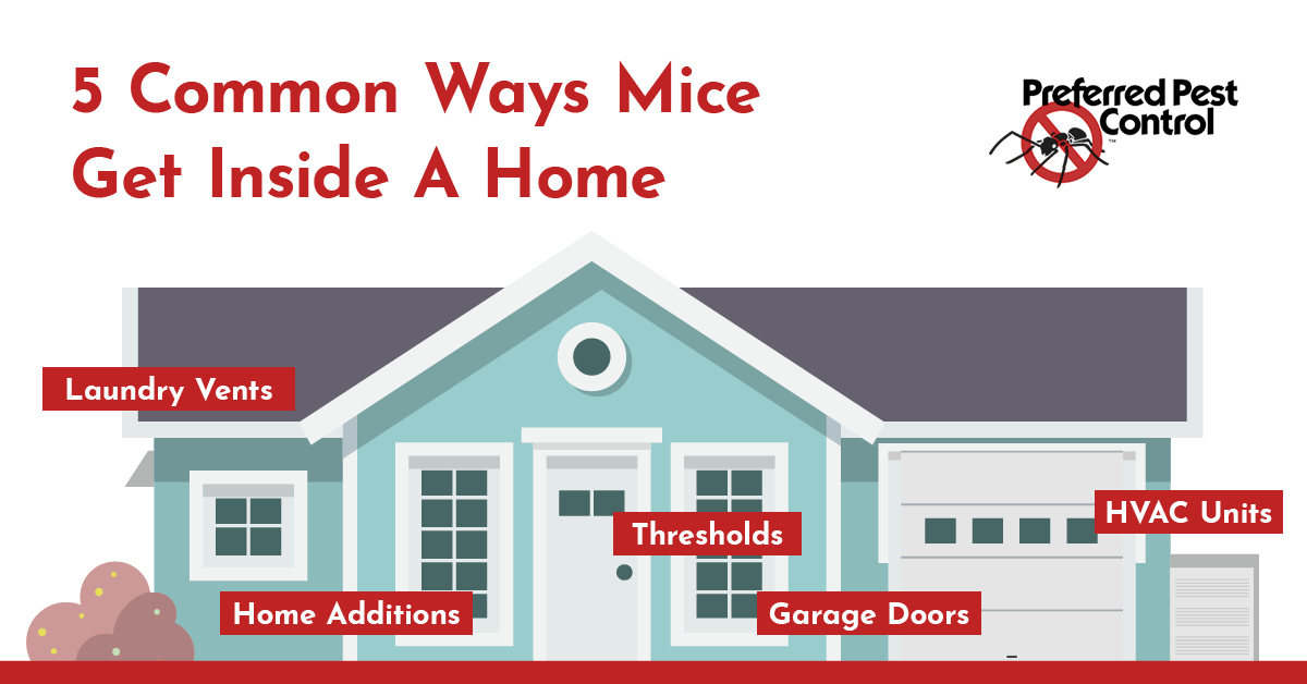 5 Ways To Get Rid Of Mice In Your House (& 8 Ways That Don't Work)