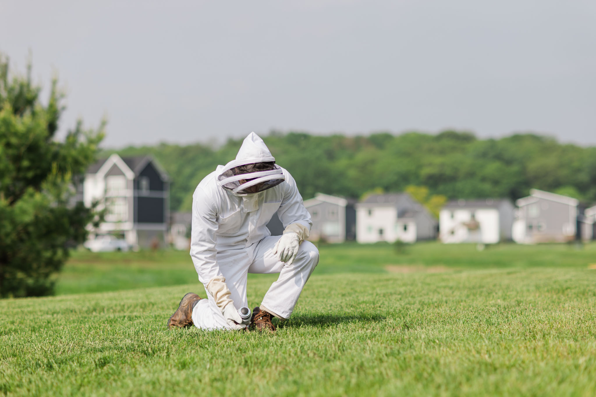 bee-wasp-exterminator