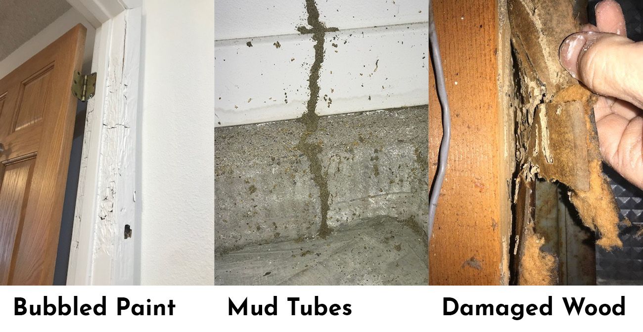 termite-prevention types-of-termite-damage