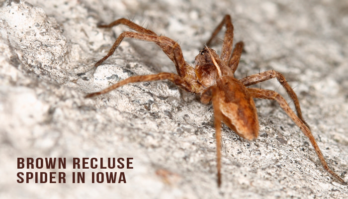 brown recluse web identification